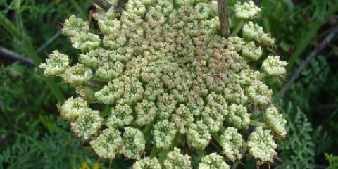 Kada saditi šargarepu pre zime